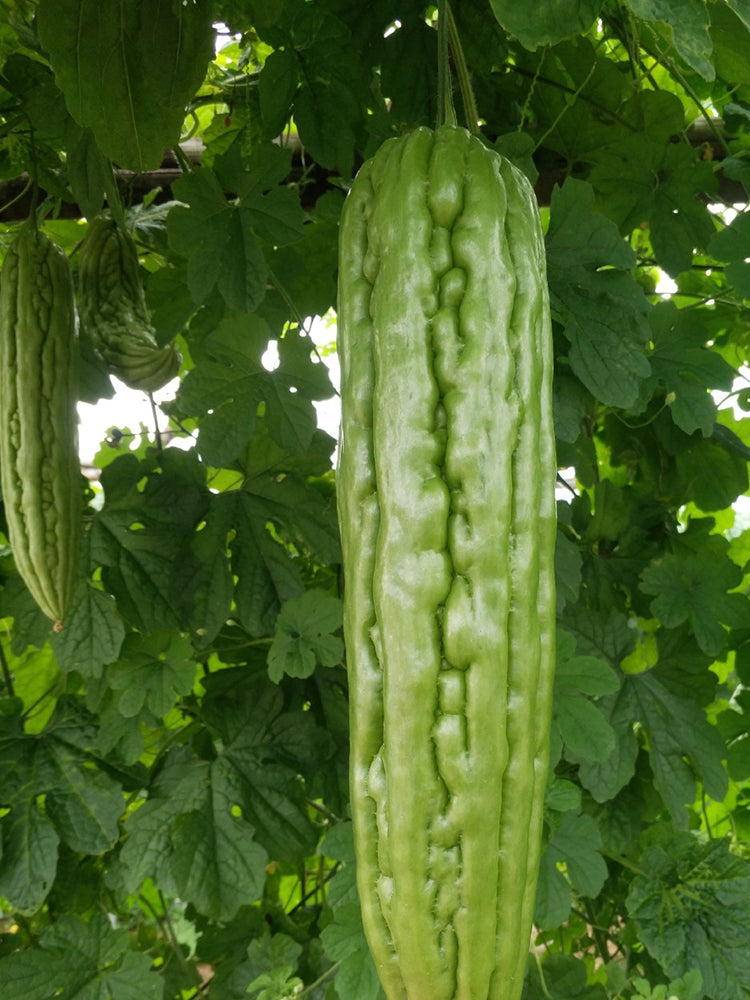 Jiemei 23 Bitter Gourd