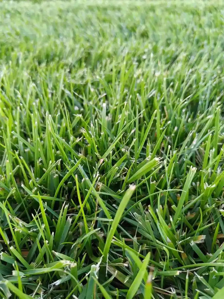 Poa pratensis 'Ginney II BT'