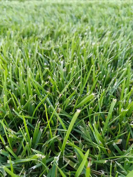 Poa pratensis 'Ginney II BT'