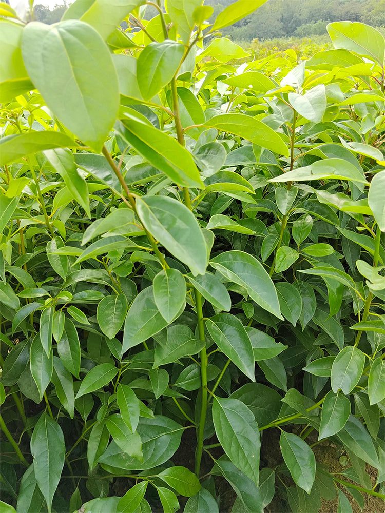 Small Leaf Camphor Tree