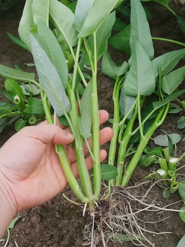 Three-Forked Water Spinach