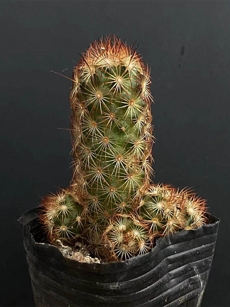 Mammillaria elongata