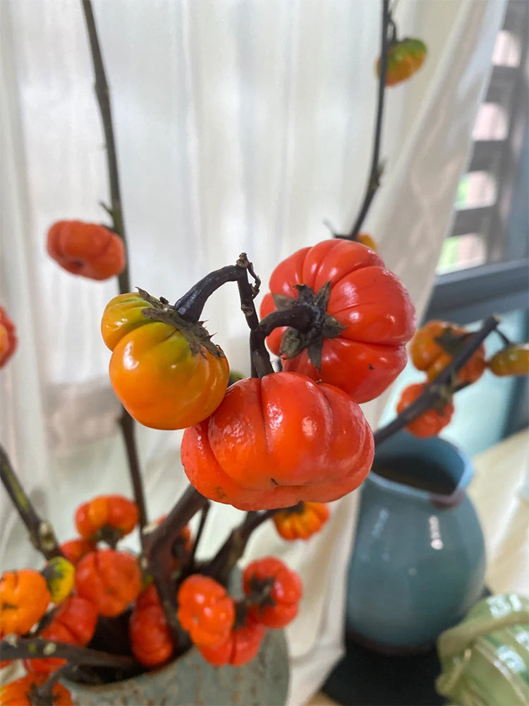 African Red Scarlet Eggplant