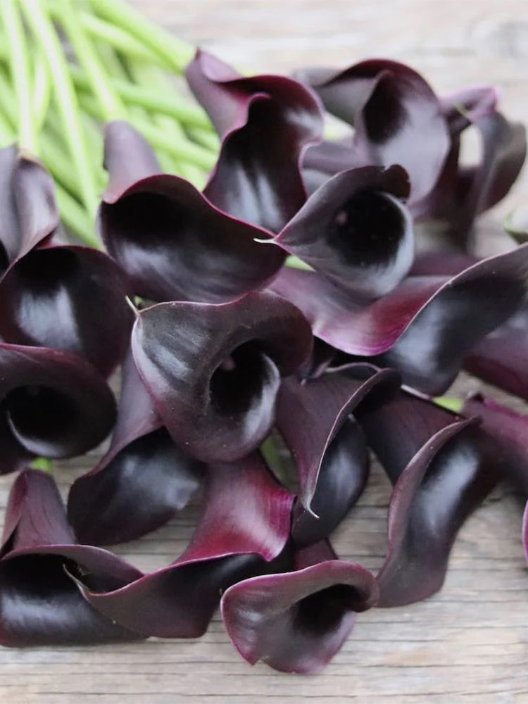 'Odessa' Calla Lily