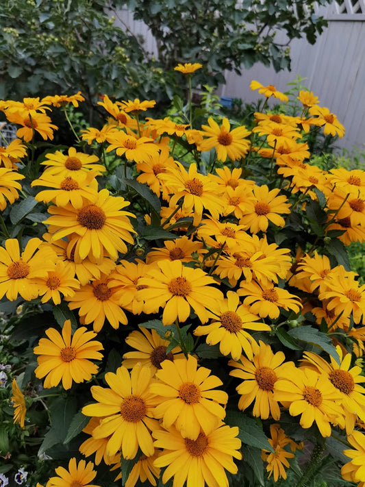 Heliopsis helianthoides