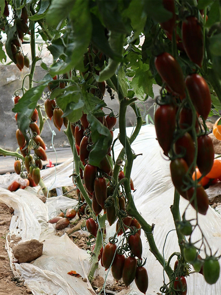 Zixia Tomato