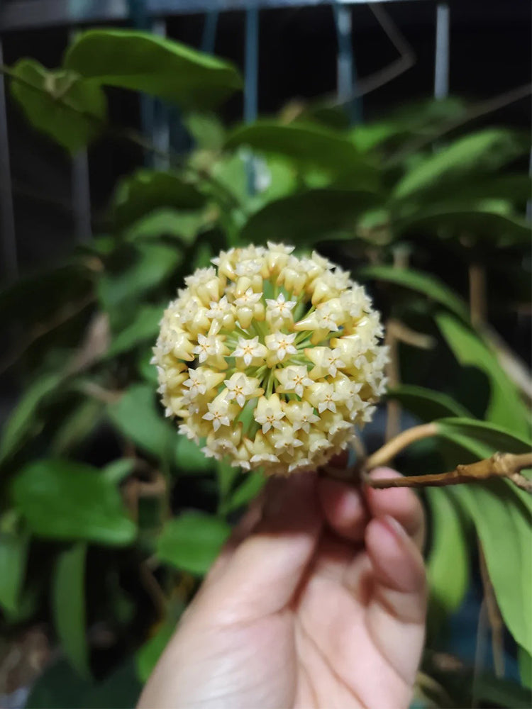Hoya incrassata Unrooted Stem Cuttings