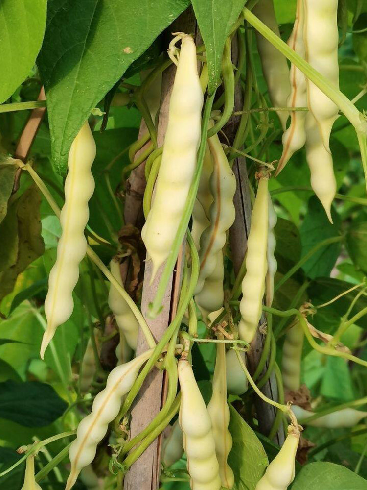 'Rabbit's White Eye' Oil Bean