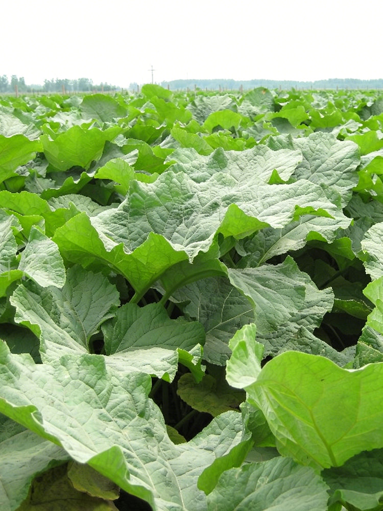 Burdock