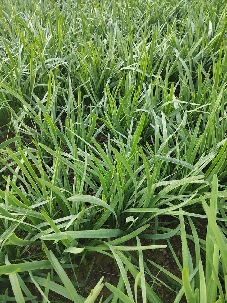 ZHIQU Purple-rooted Chinese Chives