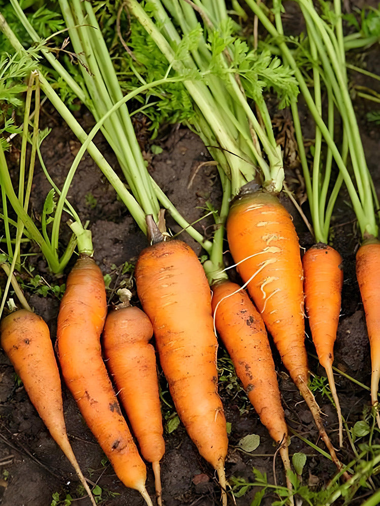 Dutch Mini Carrots