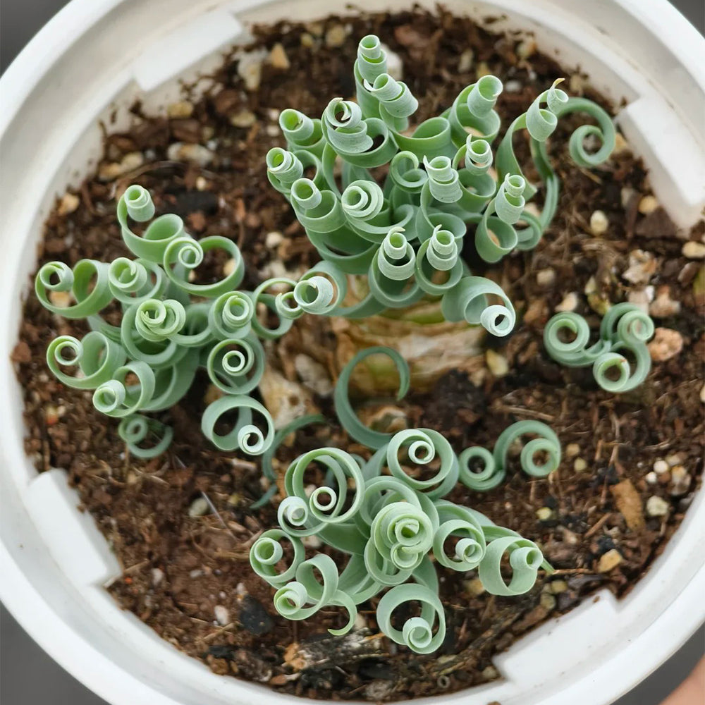 TD005 Albuca concordiana 'Guifei' Dormant Bulb
