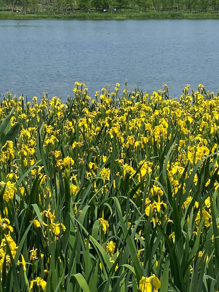 Yellow Flag Iris