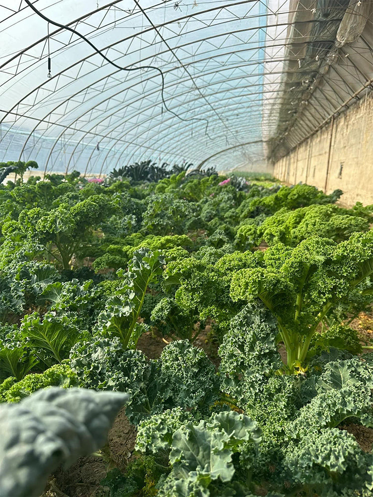 Curly kale (Brassica oleracea var. acephala)