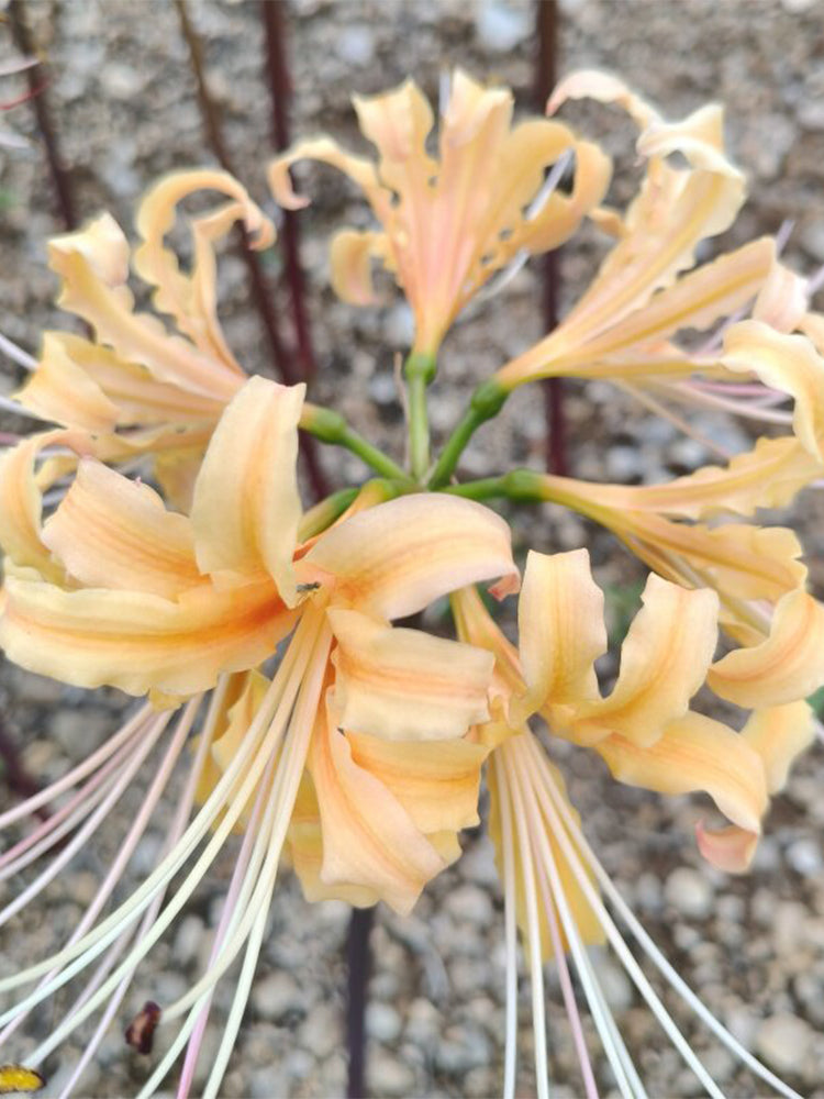 Lycoris 'Sweet Orange'