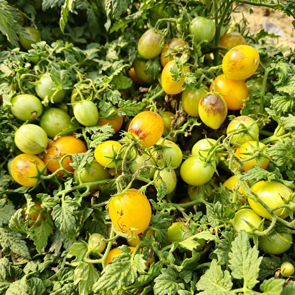 42 Golden Hour Tomato
