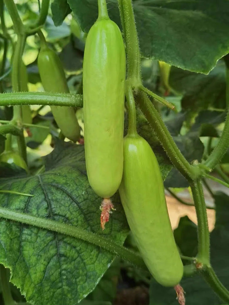 Crispy Jade Fruit Cucumber