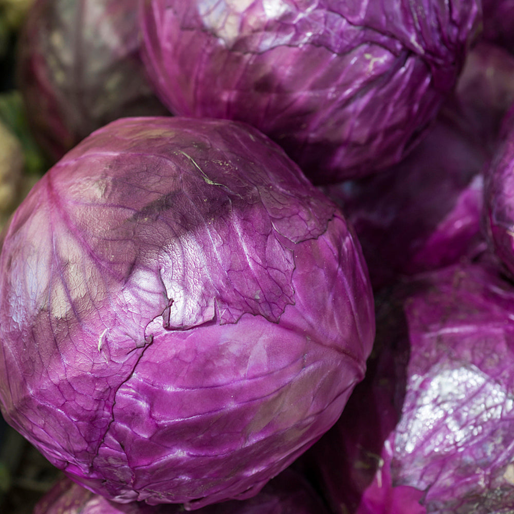 W957 Purple Wind Red Cabbage