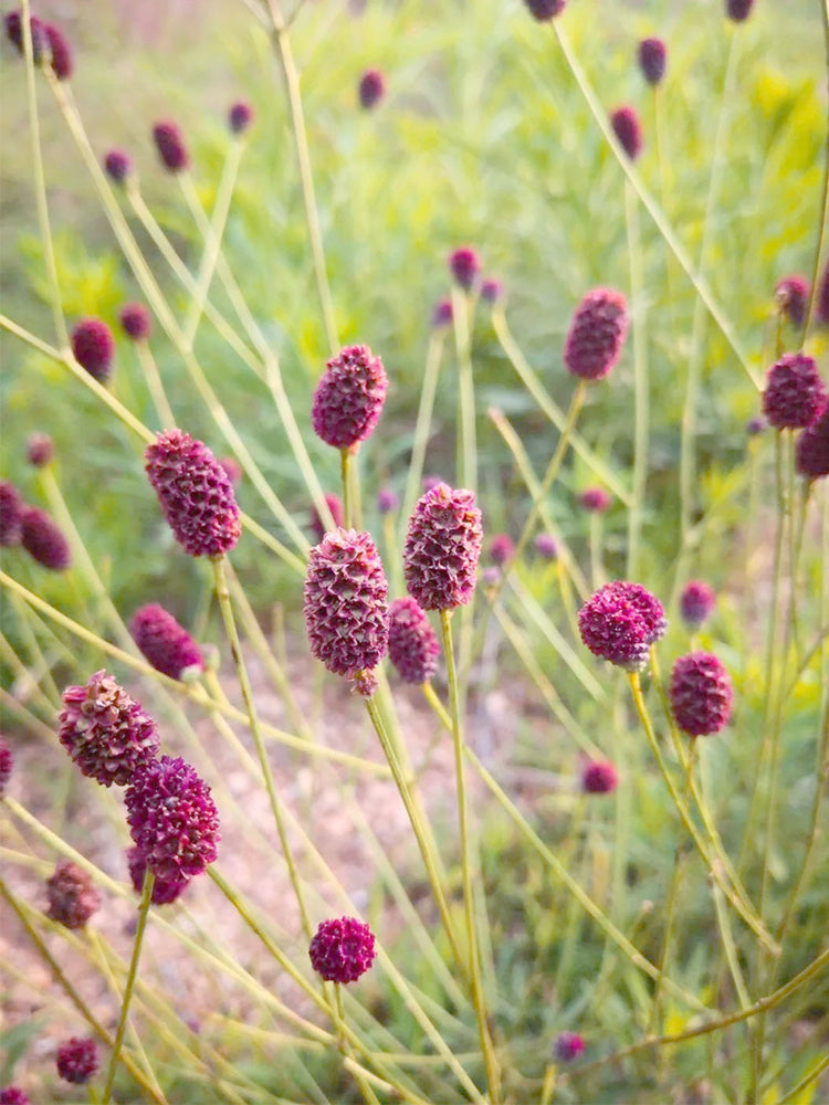 Great Burnet