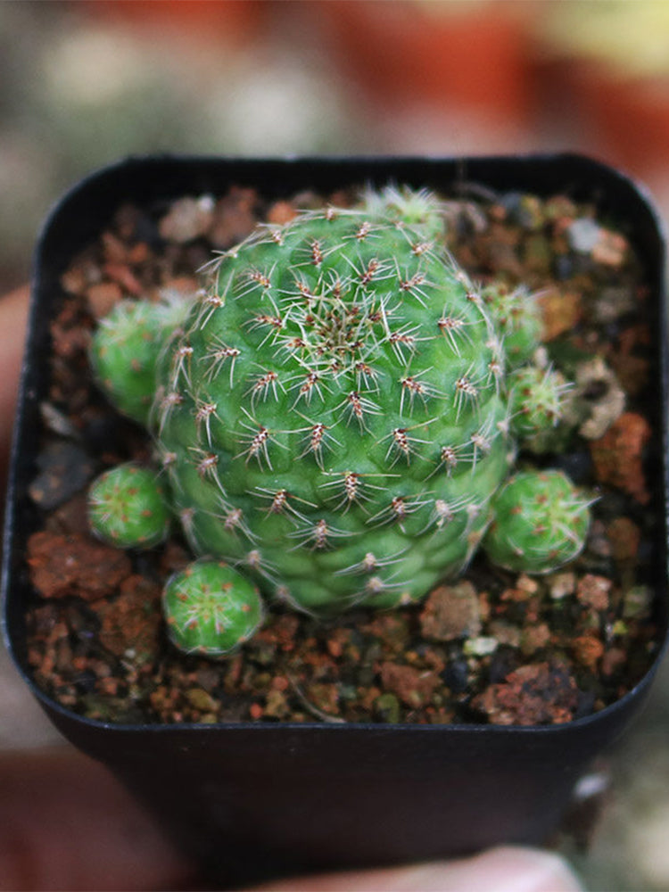 Aylostera 'Karel' Cactus