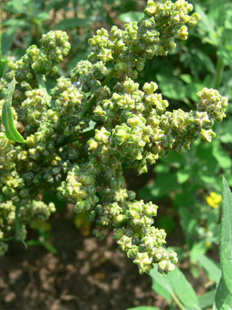 White Quinoa