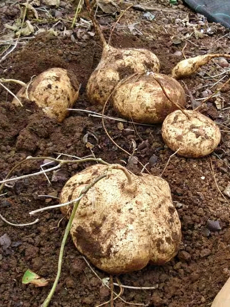 Mumashan Jicama