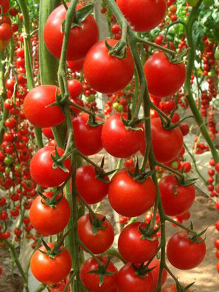 'Waterfall Red Cluster' Cherry Tomato