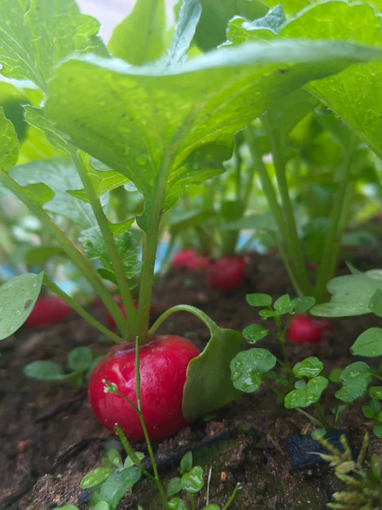Meiying Cherry Radish