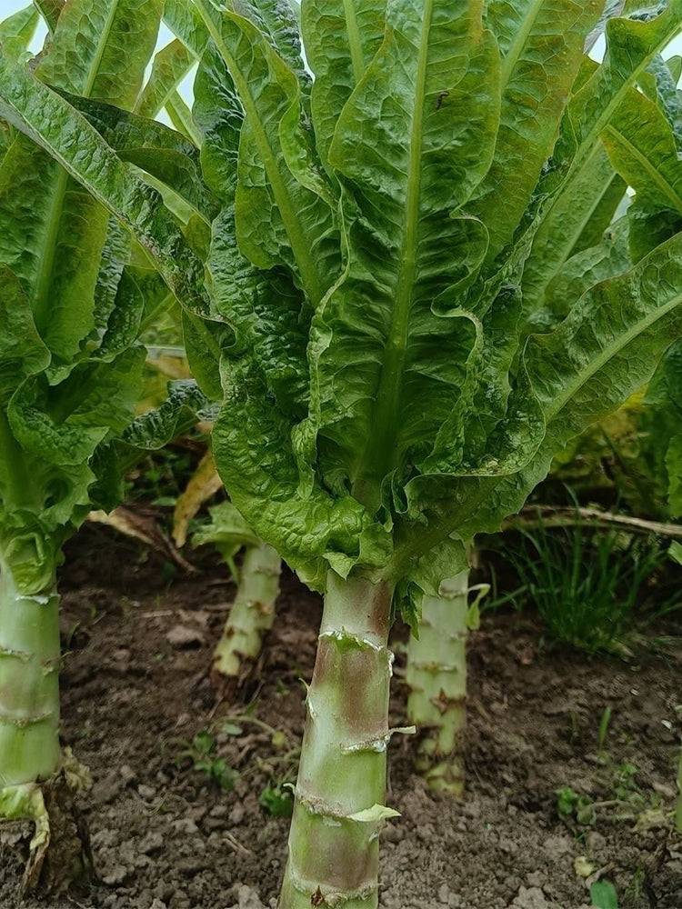 'Jiemei' Pointed-Leaf Red Celtuce