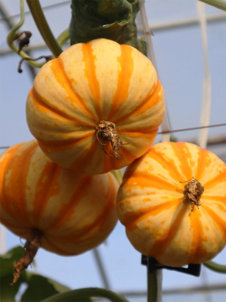 Orange Beibei Pumpkins