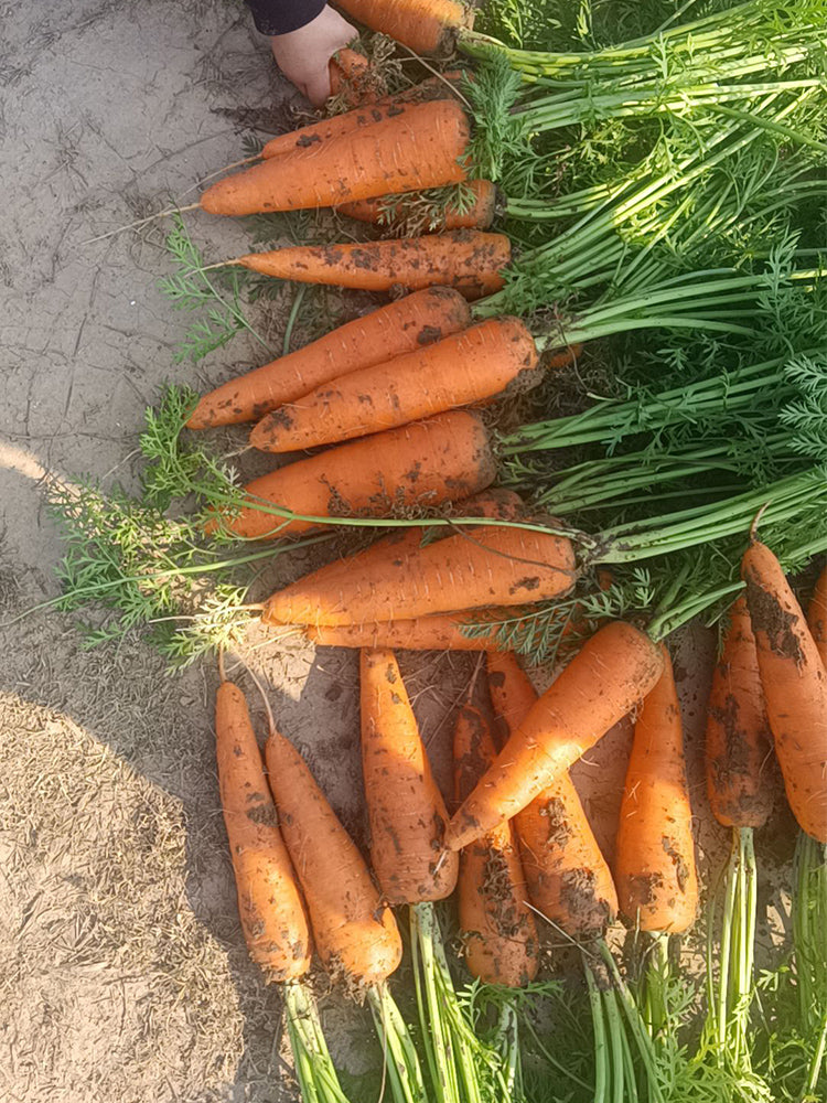 'Fengmei Xiaohongshen' Carrot
