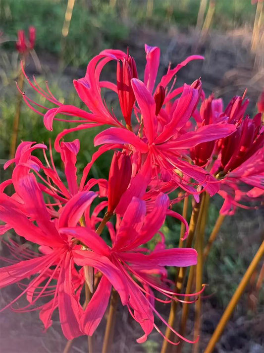 Rose Lycoris