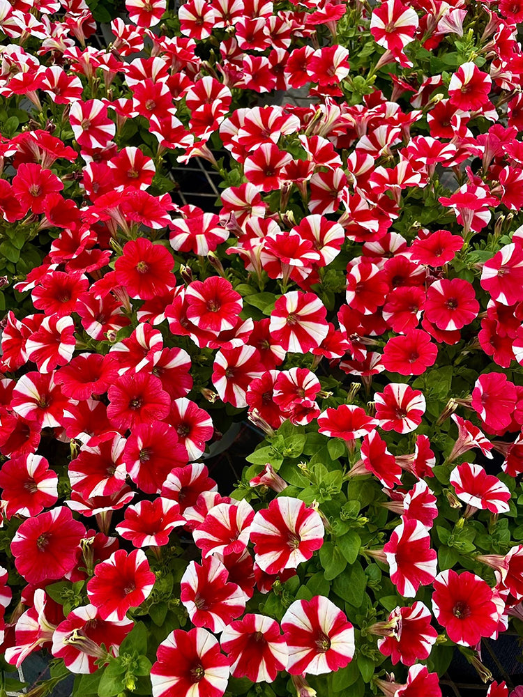 Red Star Hybrid Petunia