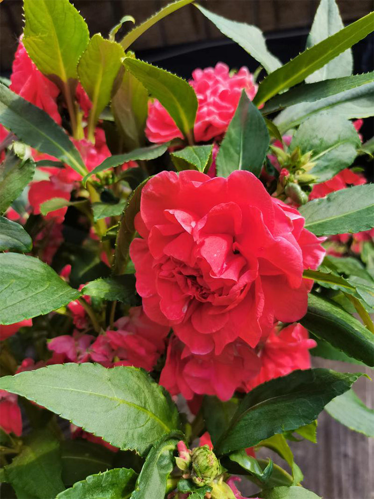 Red Garden Balsam Double Flowers (Impatiens balsamena.L)