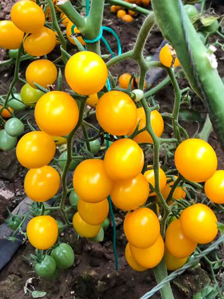 ‘Yellow Millennium’ Cherry Tomatoes