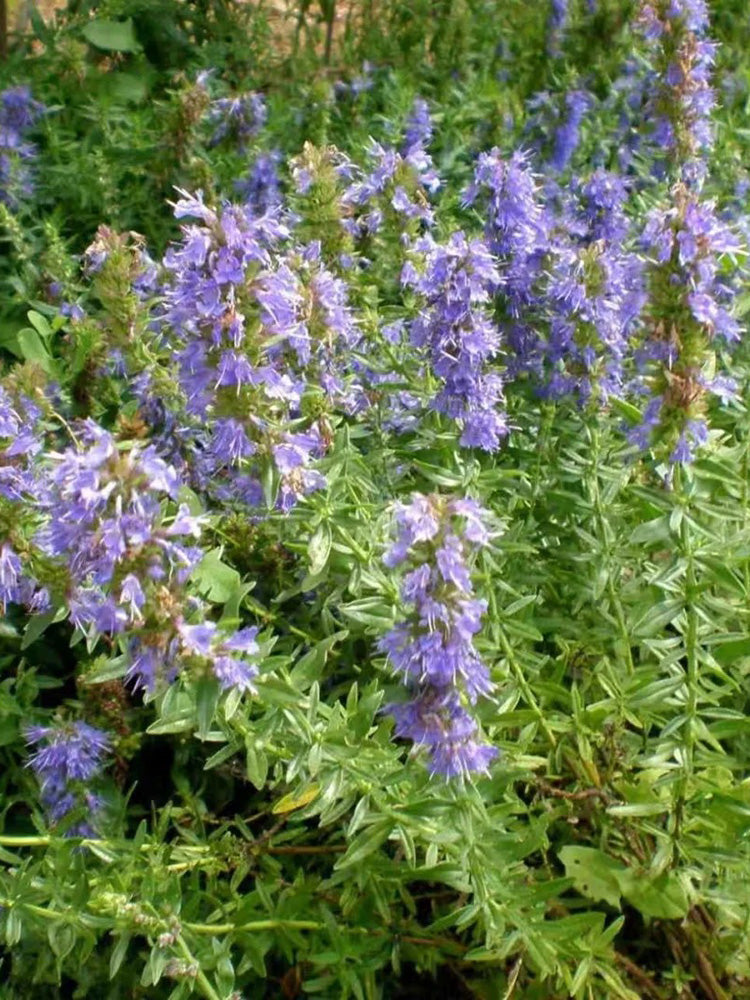 Blue Hyssop Herb