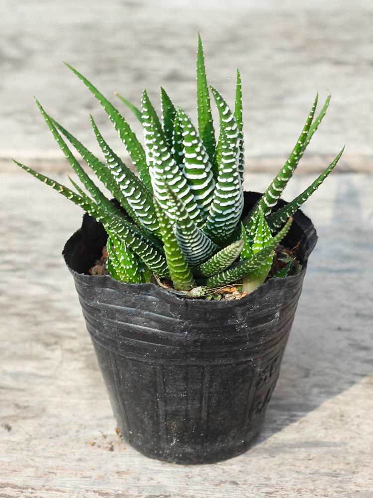 Haworthiopsis fasciata