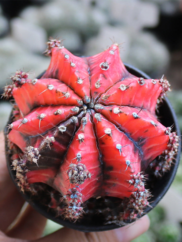 'Oil-Painted Peony' Red Live Cactus