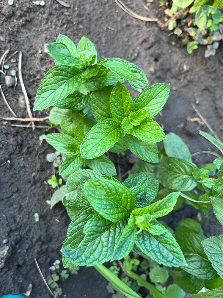 Crinkled-leaf Peppermint