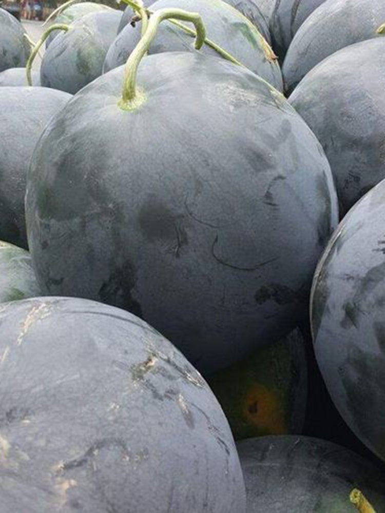 'Golden Obsidian' Seedless Watermelon