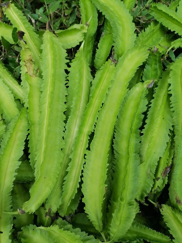 Winged Bean