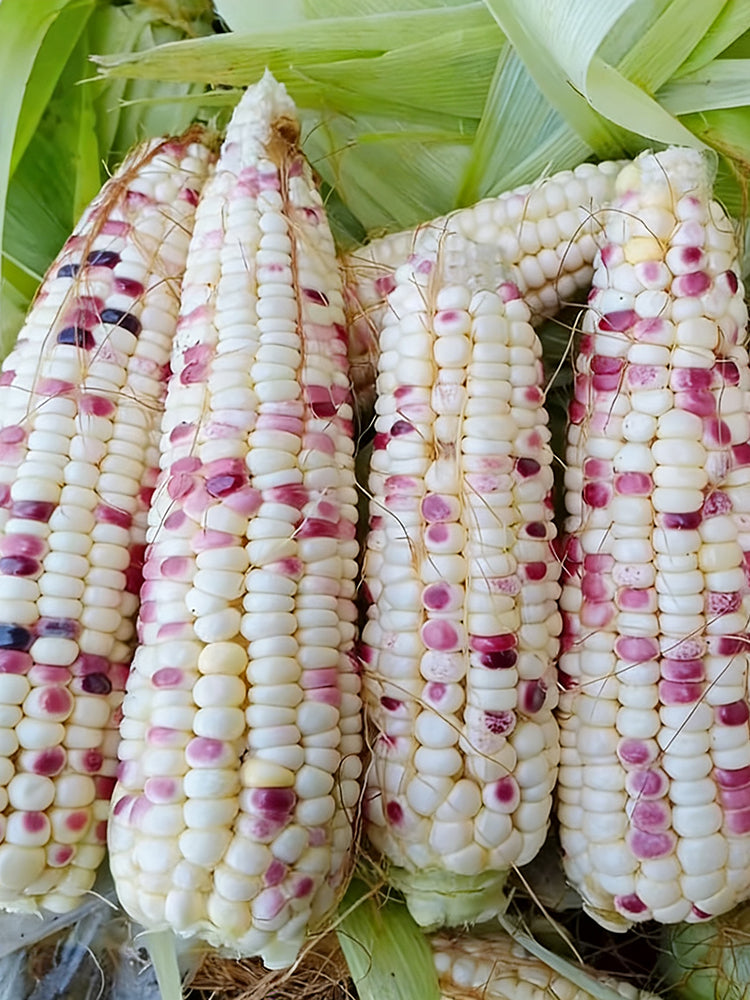 'Caitiannuo No. 6' Waxy Corn