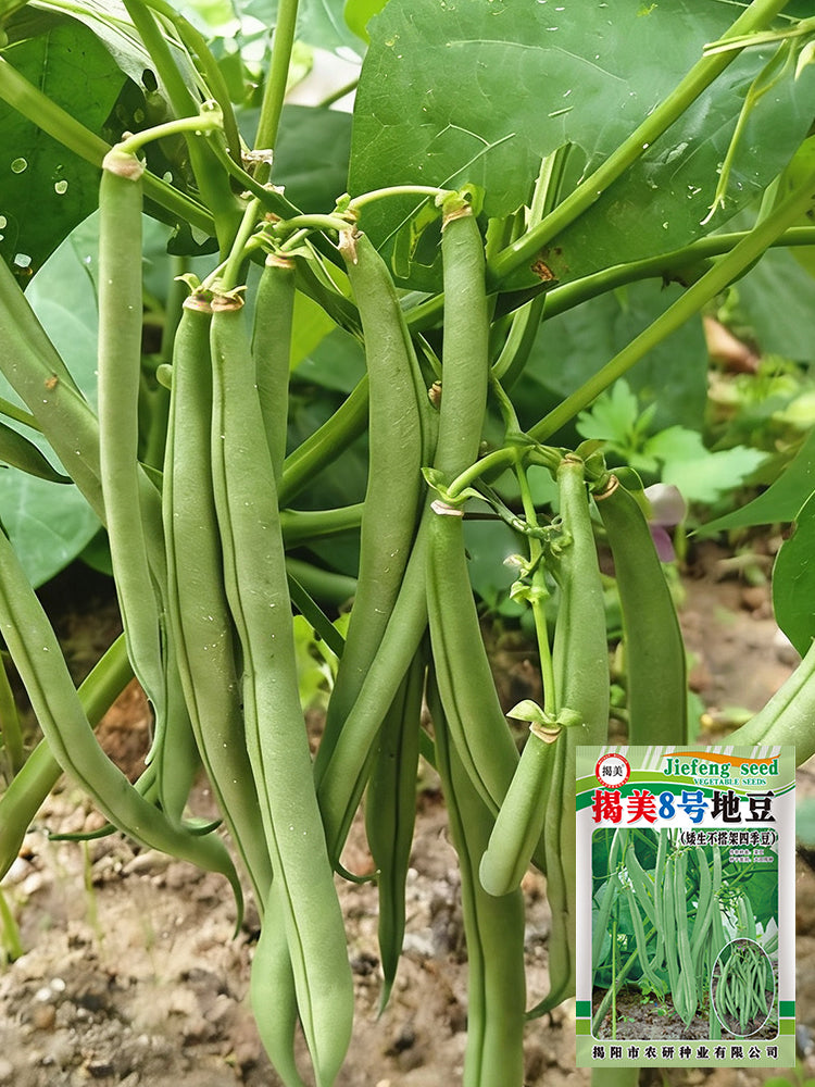 'Jiemei No. 8' Bush Bean