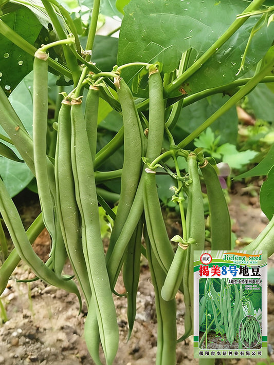 'Jiemei No. 8' Bush Bean