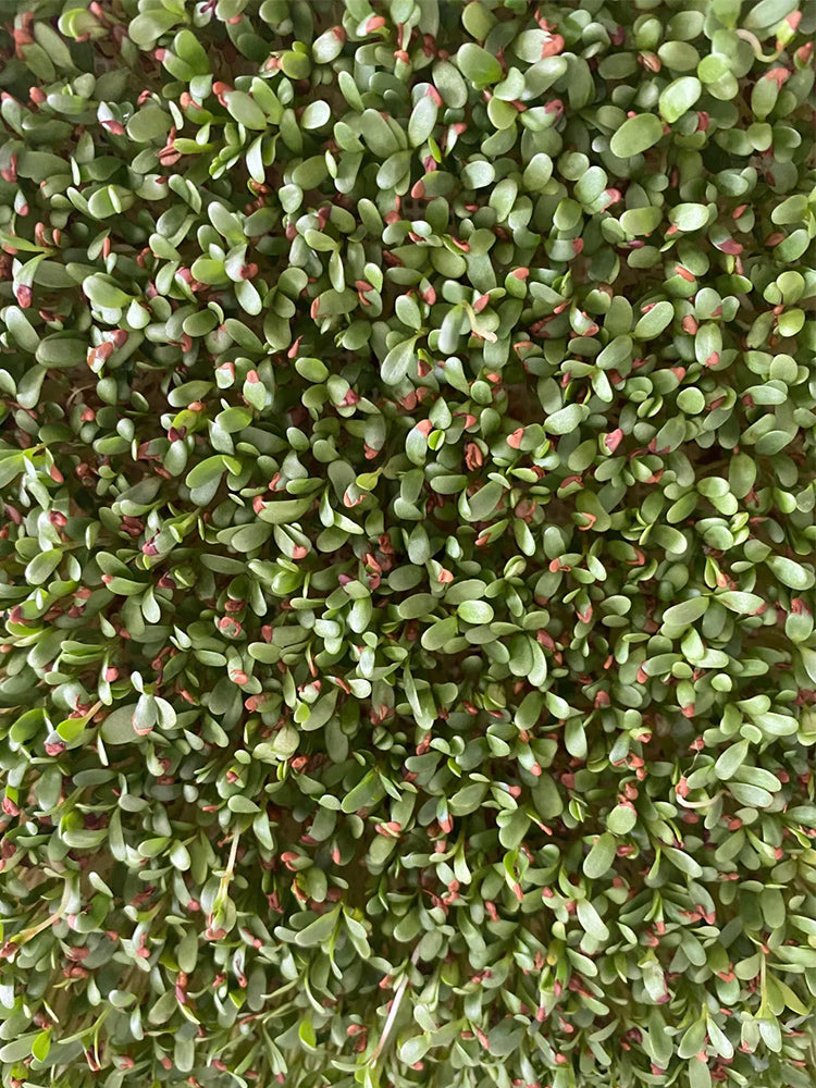 Clean Alfalfa Sprouting Seeds