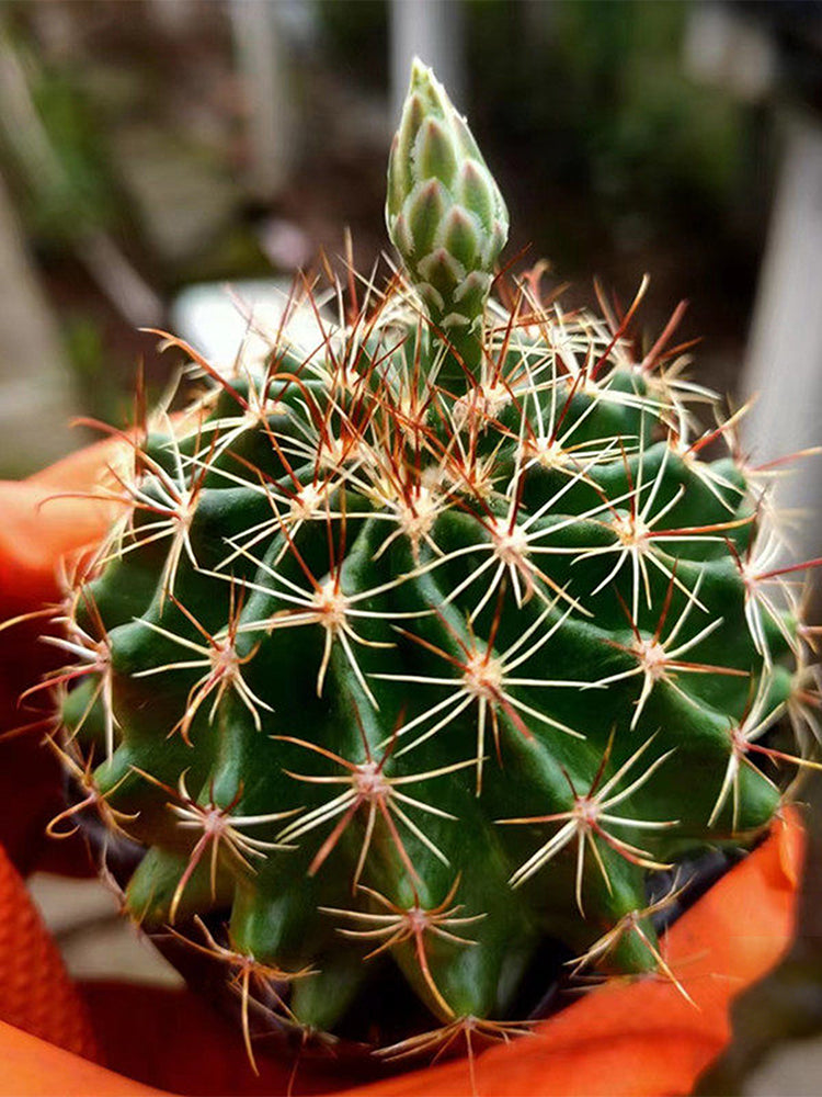 Thelocactus setispinus