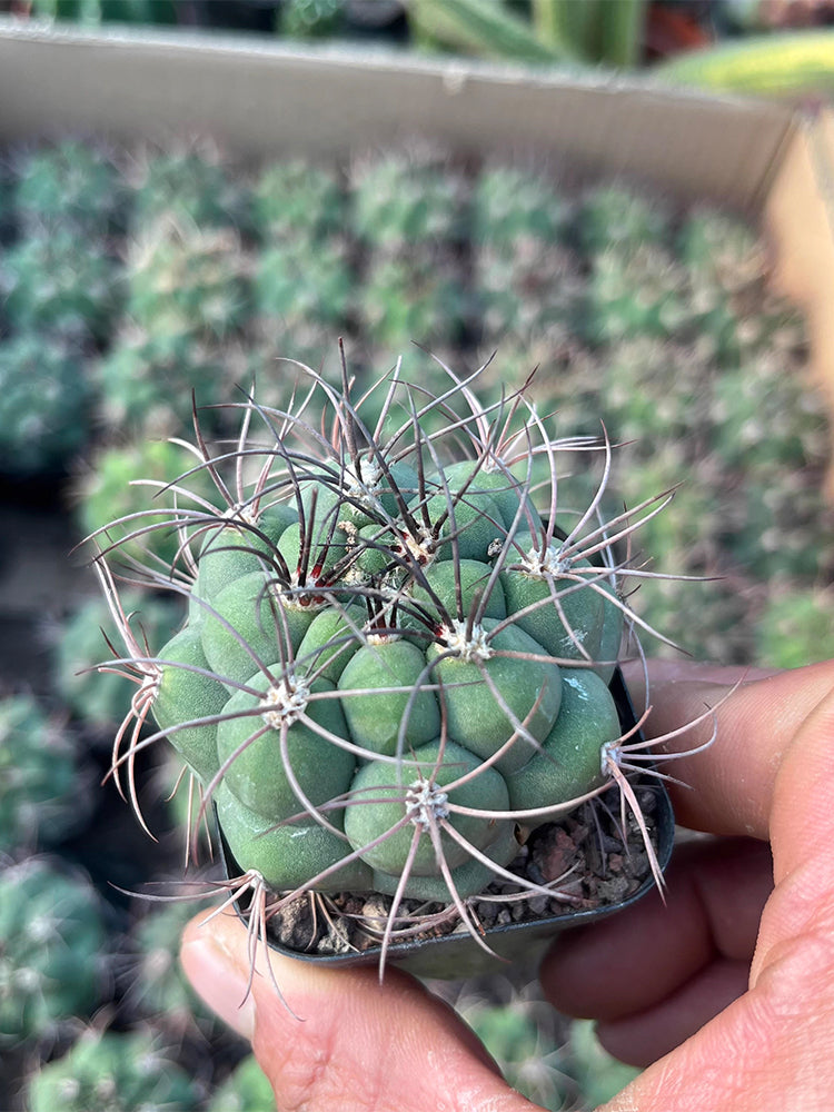 Gymnocalycium saglionis