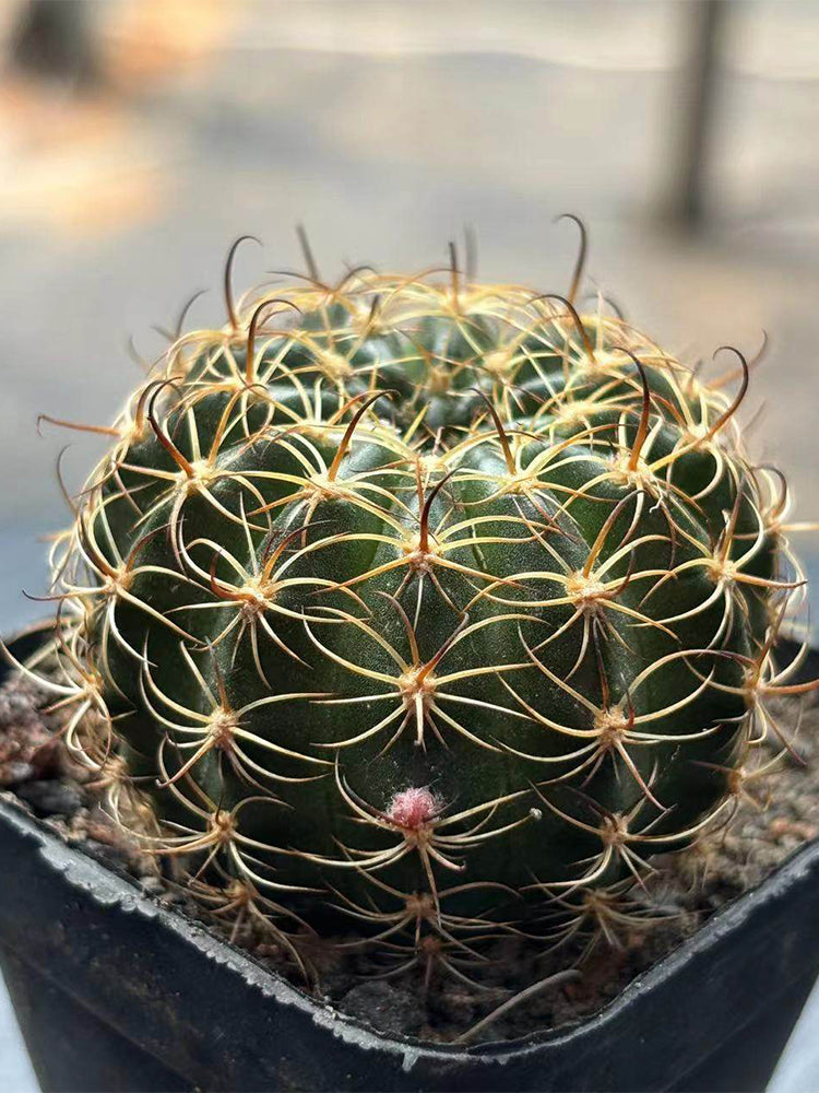 Lobivia Cactus