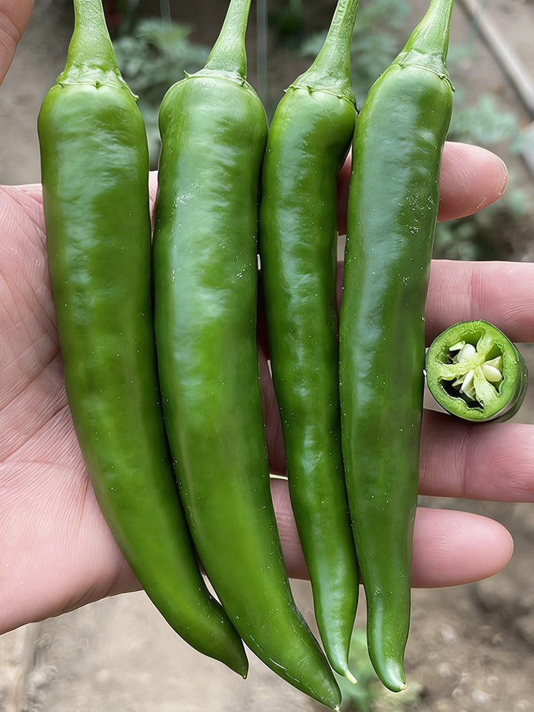 Xiangla Hangjiao Pepper
