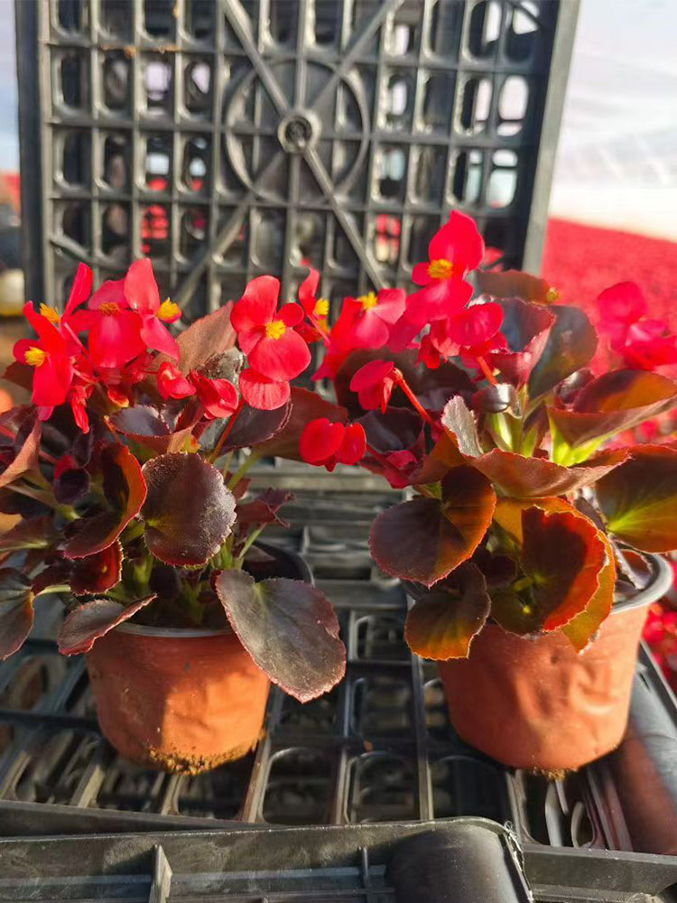 Bronze Leaf Red Flower Begonia